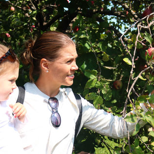 Apples ready for picking at Lockport farm