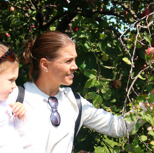 Apples ready for picking at Lockport farm