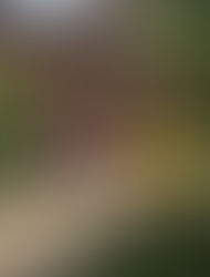 Shout Out: Aidan Buschmann, teen’s Eagle Scout project helped Park Ridge school’s reading garden