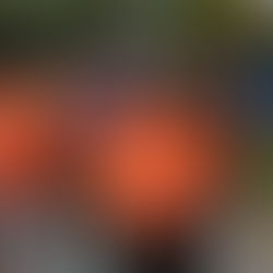 Pant for the Pantry 5K continues to support New Lenox food pantry