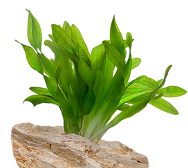 Aquarium Plant