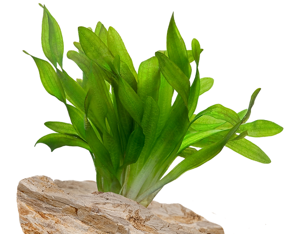 Plantas de acuario