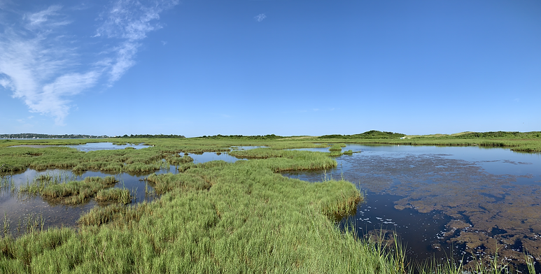 Gorgeous Salt Marsh.png