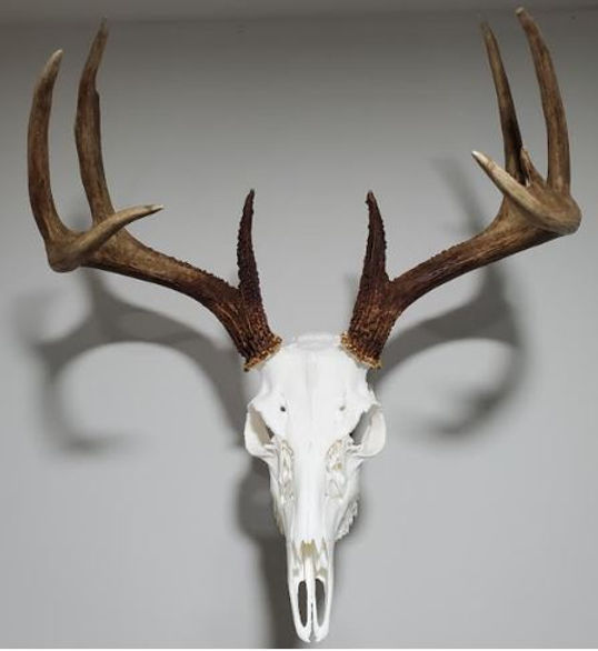 European Mounts, the Easy Way to DIY a Deer Skull Mount