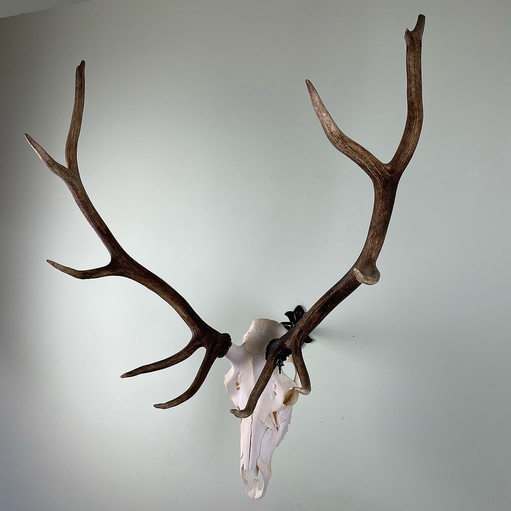 Deer Skull Mounts Showcase Your Trophy with Style