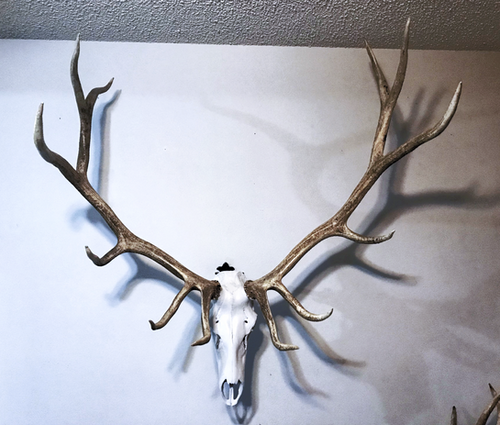 www.skullbracket.com