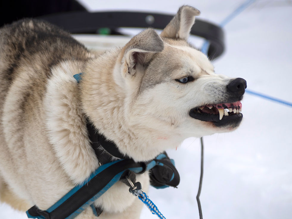 Aggressive dog baring teeth for blog Houston Area Dog Bite? Understanding Texas' "One-Bite Rule" & Your Rights