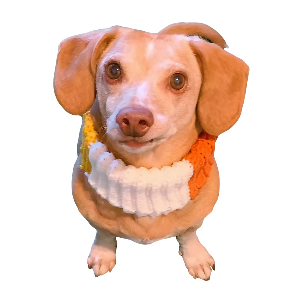 Thumbnail: Candy Corn Infinity Scarf Handmade For Pets