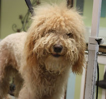 Dog grooming, Brielle, Manasquan, Sea Girt, Point Pleasant, Spring Lake, Belmar, Brick, Wall