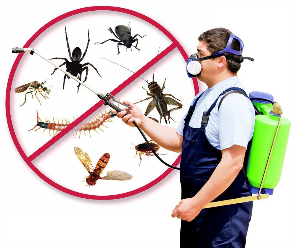 Pest Control Services Near Me Pest Control Services Near Me