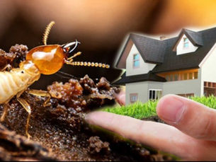 Quais produtos de dedetização são indicados para eliminar cupins em casa?