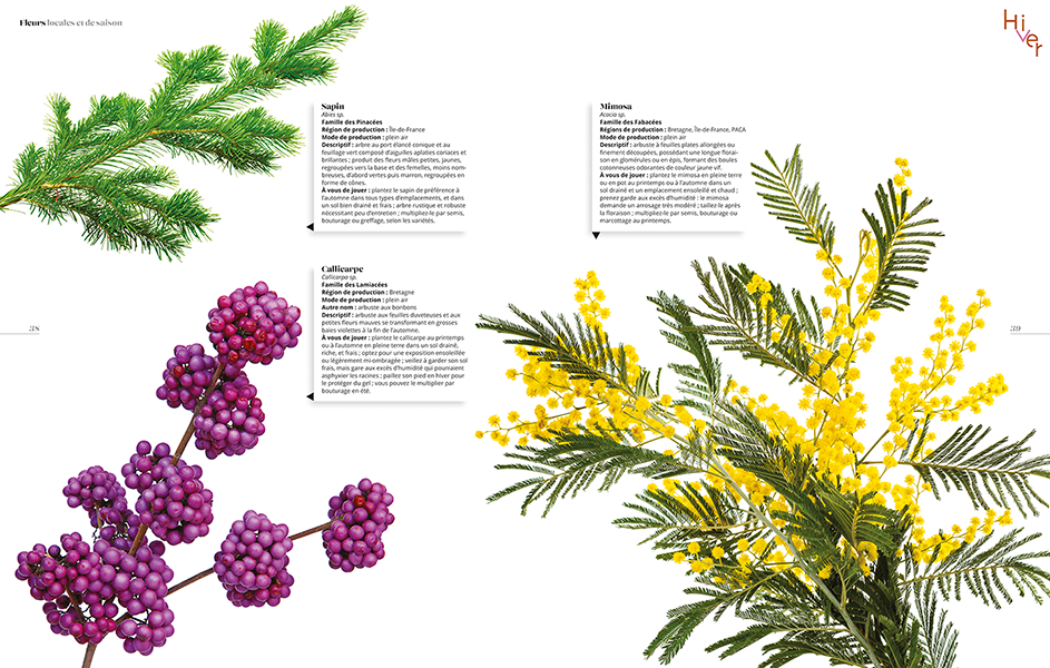 Miniature : Fleurs locales et de saison