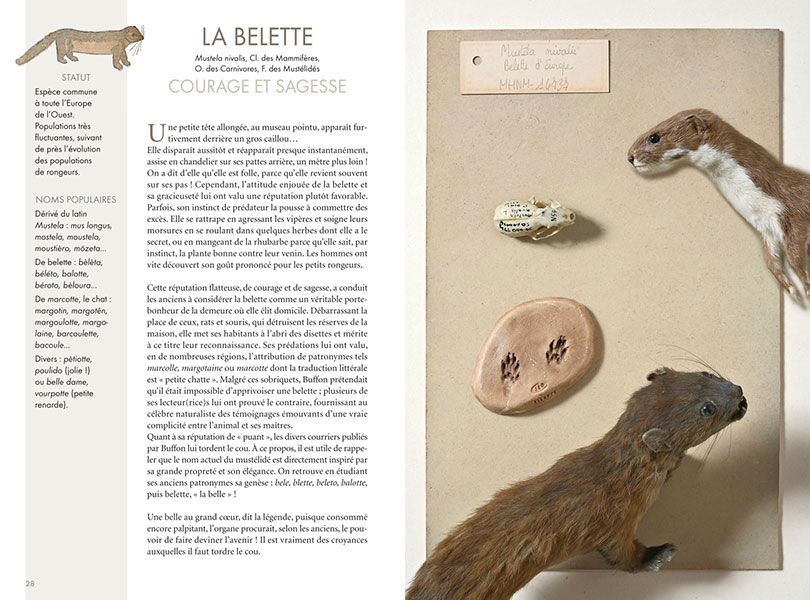 Miniature : Le bestiaire sauvage - version poche