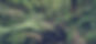 EDEN REFORMER FOREST_edited.jpg