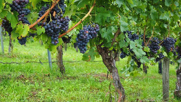 Quels sont les fruits de l’Esprit ?