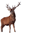 Praxis Zom Gsonde Hersch, Physiotherapie, Massage, Hirschthal, Stefan Ackermann, Reto Woodtli, Daniela Wolter, Daniel Kees, Angelica Veliciu, Lymphdrainage, Reflexzonenmassage, Manualtherapie, Dorn