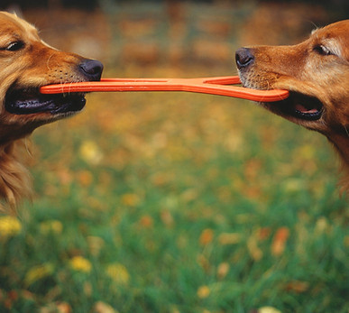 Goldens di corrispondenza