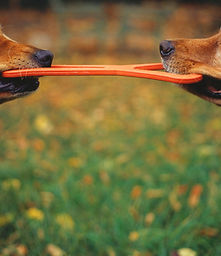 lexington kentucky dog boarding