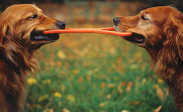 Matching Goldens