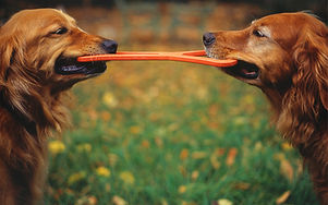 Matching Goldens