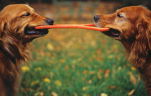 TailWag Resorts Luxury Dog Boarding