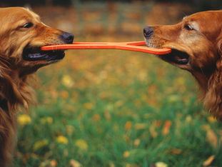Dog tug-o-war.