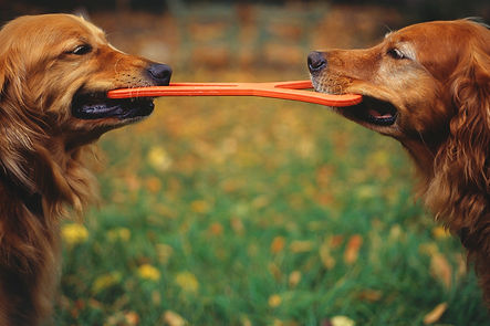 Matching Goldens