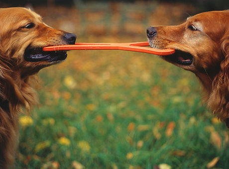 Matching Goldens