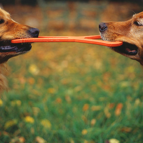 Matching Goldens