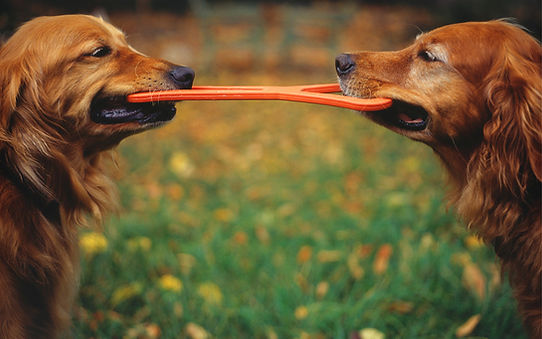 Two dogs playing