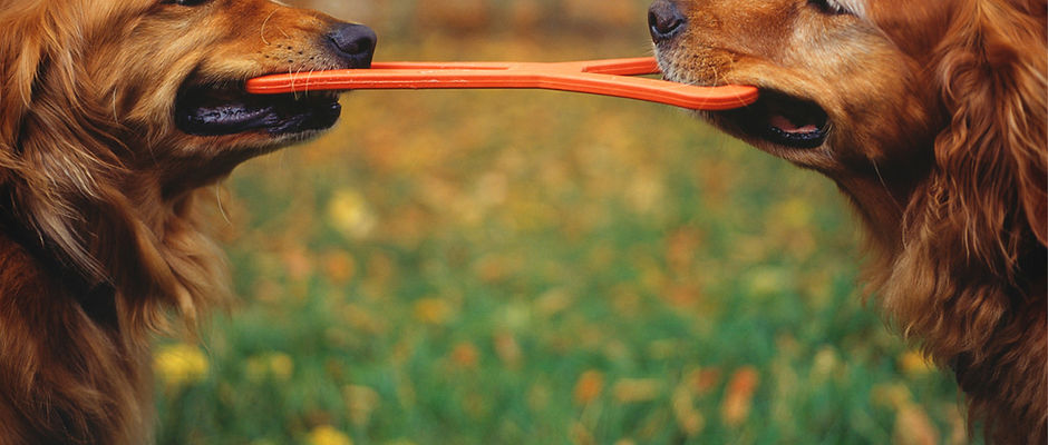 Matching Goldens