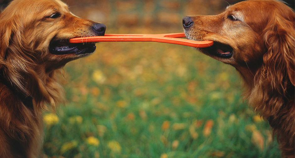 Matching Goldens