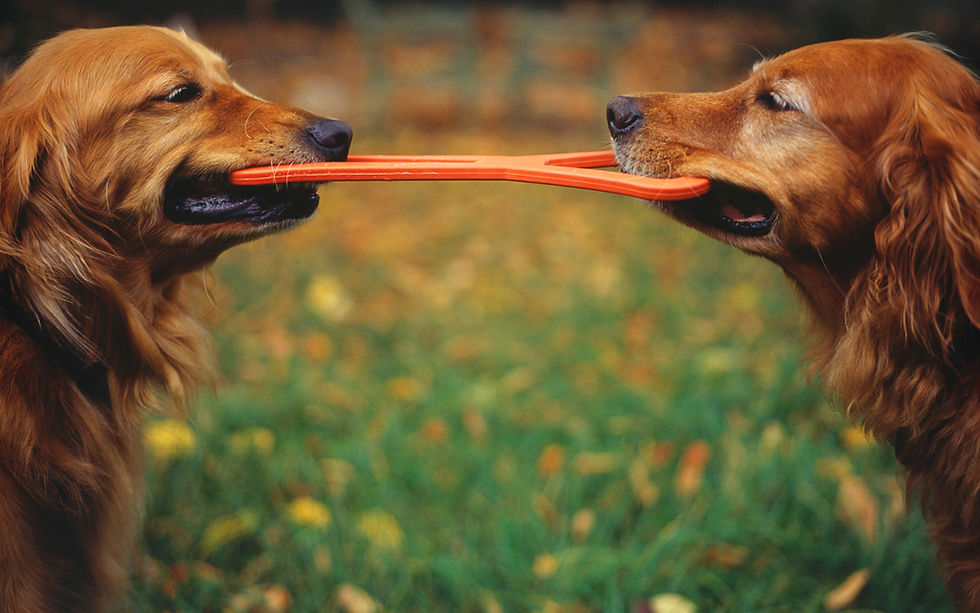 Des chiens qui tirent sur un frisbee