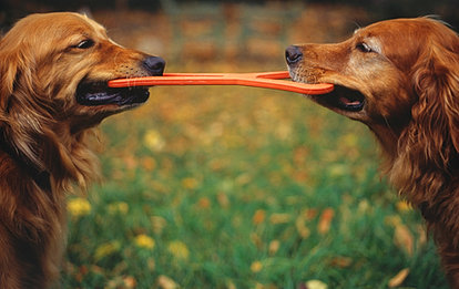 The 10 Best Resources For Pets
