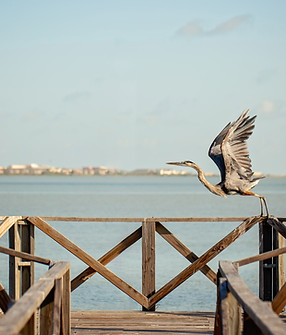 G57A3063-Enhanced-NR copy.jpg