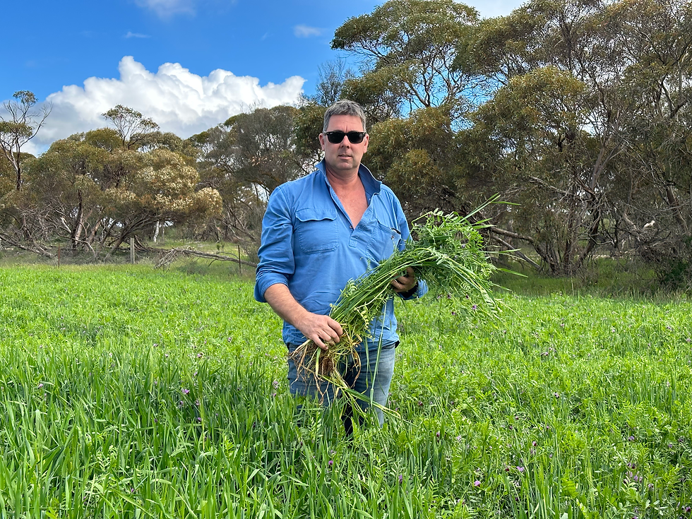 Adam standing in a paddock of barley & vetch soon to be cut for hay at Parrakie.