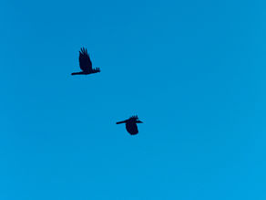 עוף גוזל חתוך את השמים-צל הדרך