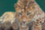 Leopard 24x36.jpg