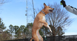 Cavalier King Charles Spaniel