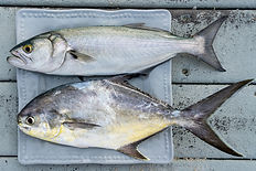 Two fishes caught in the ocean on a plate on the wooden stairs