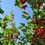 Thumbnail: Red Currant (ribes rubrum)