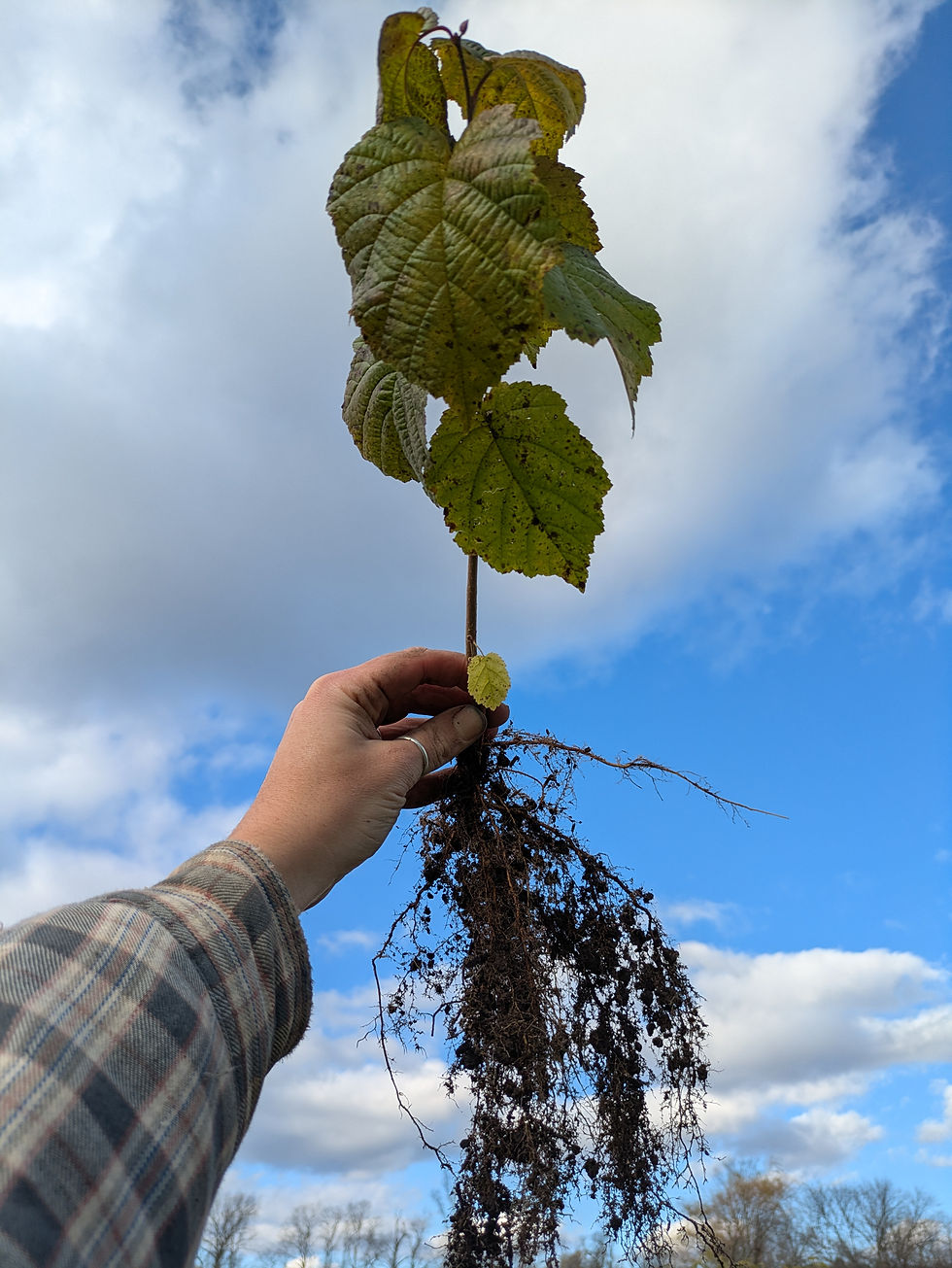 Thumbnail: Hybrid Hazelnut  (corylus heterophylla etc)
