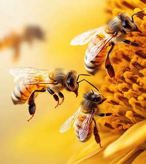 28. bees.png