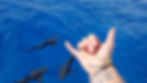 sharks diving conservation