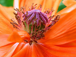 Canva - Closeup of a Flower.jpg