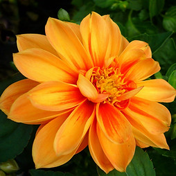Canva - Orange Dahlia Flower (1).jpg