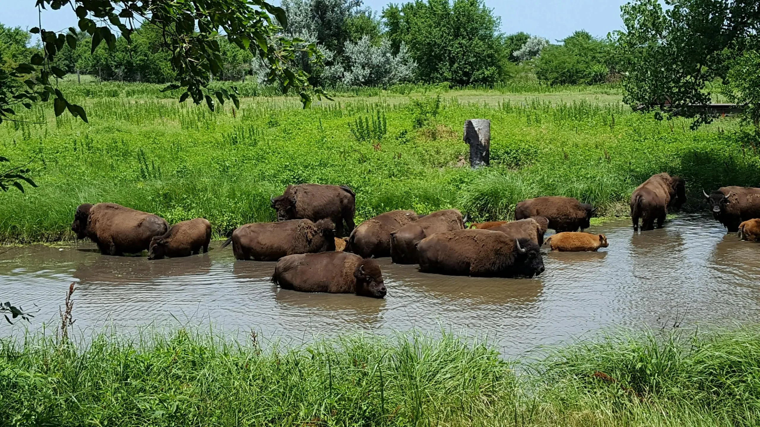 Indian Creek Bison Ranch