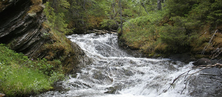 Ett mer ändamålsenligt genomförande av kraven på vattenmiljön inom Natura 2000-områden vid omprövning av vattenkraft