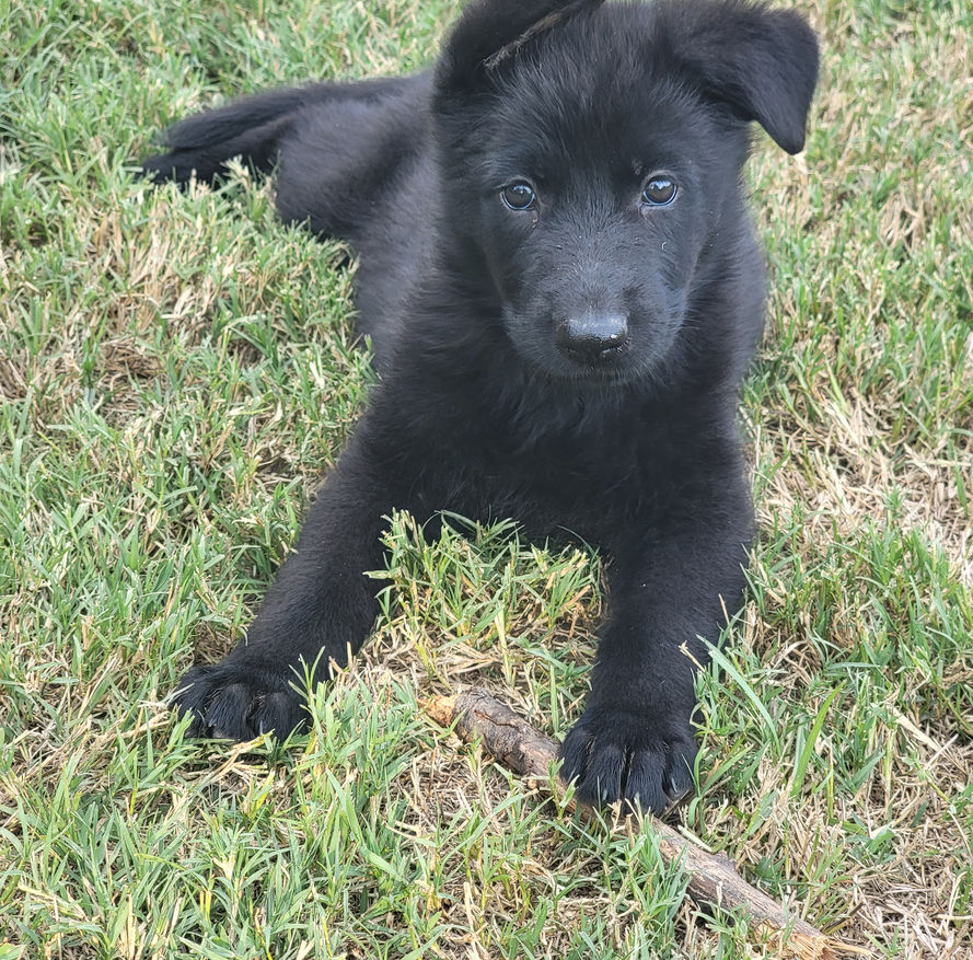 Fem B aka Fluffy 6.jpg