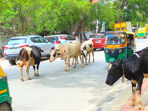 インドの街中って本当に牛がいるの?インドの牛の現地の光景をご紹介!